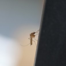 komar